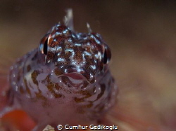 Tripterygion melanurus
Curious Looking by Cumhur Gedikoglu 